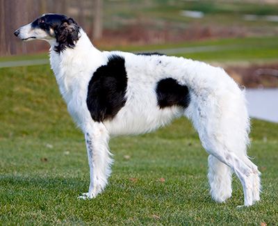 Top Versatility Borzoi 2009